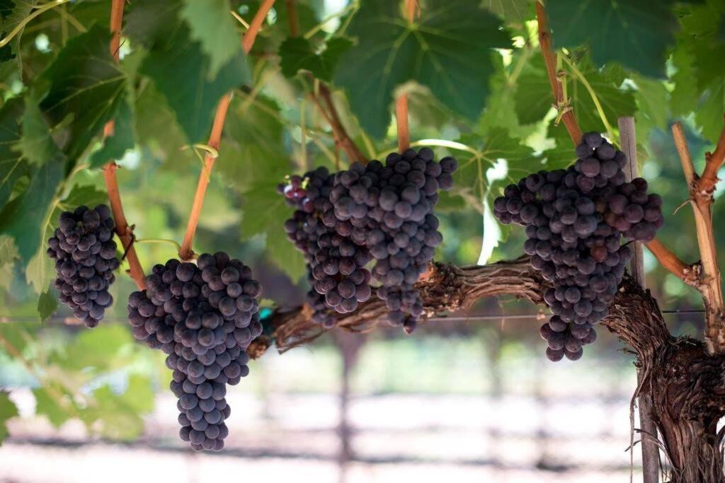 Cabernet Cottage 卡顿伍德 外观 照片