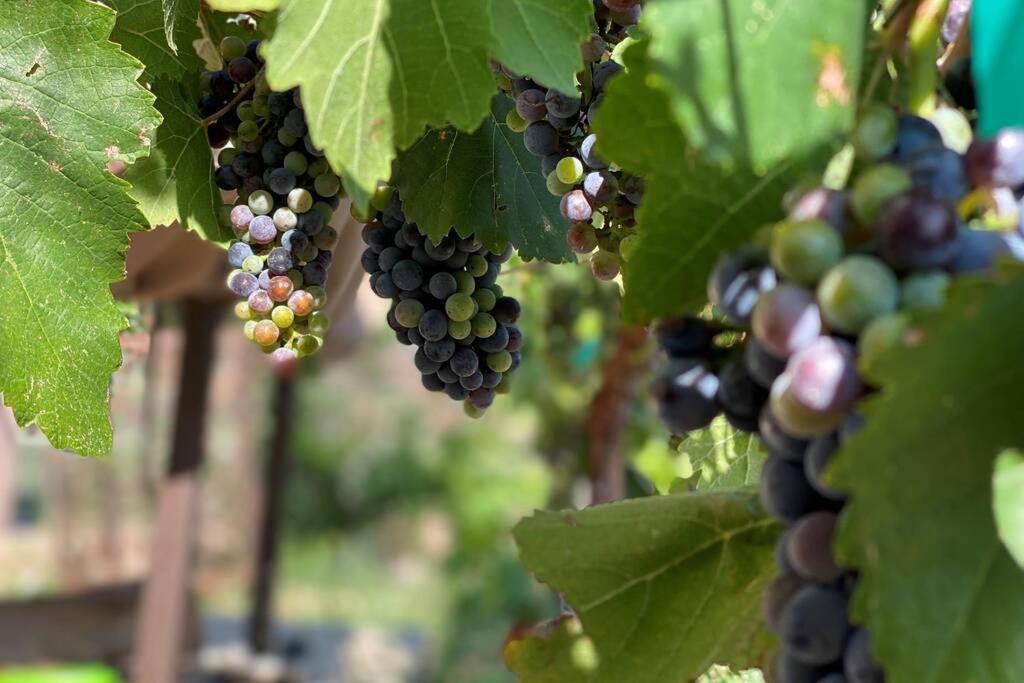 Cabernet Cottage 卡顿伍德 外观 照片